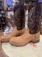 Hornback Gator